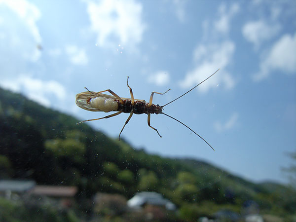 車の窓にとまったカワゲラ