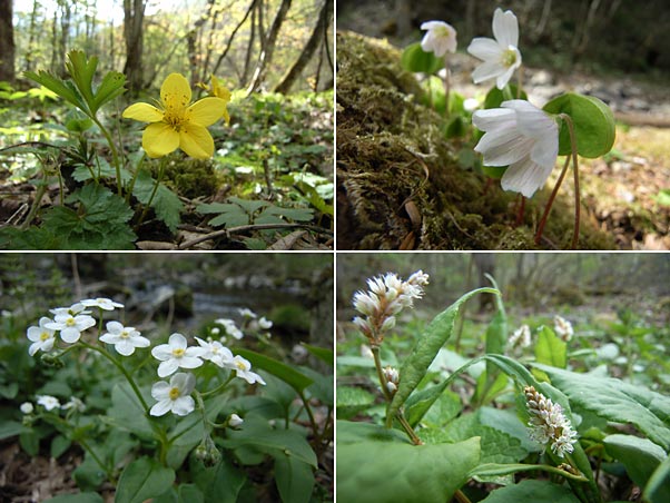 はじめて撮影した花４種