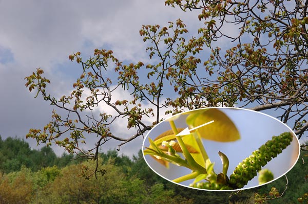 クルミの雌花と雄花