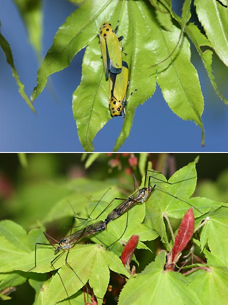 ツマグロオオヨコバイの交尾