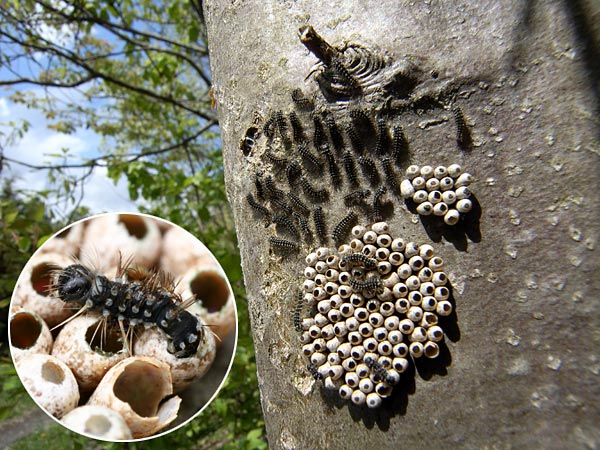 クスサンの孵化