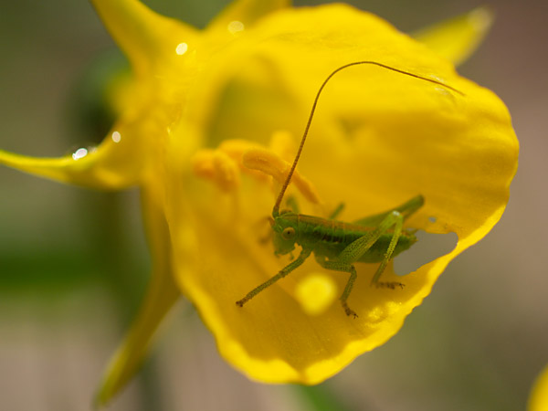 ヤブキリの雨宿り