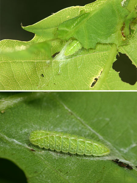 ミズイロオナガシジミの幼虫