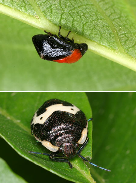 ムネアカアワフキとアカスジキンカメムシの幼虫