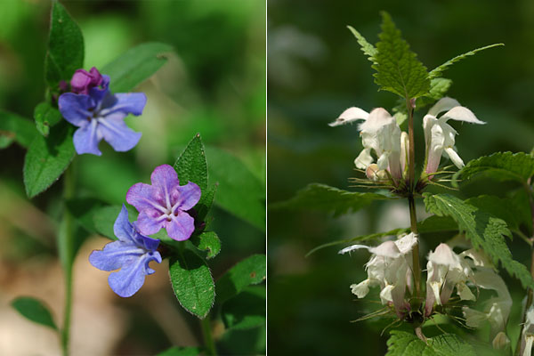 ホタルカズラとオドリコソウ