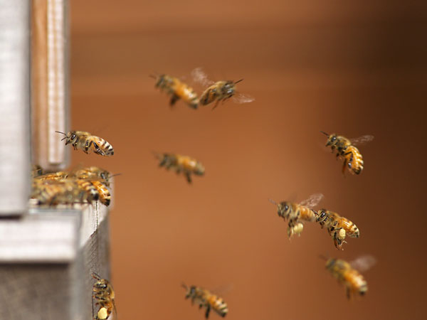 アトリエのミツバチ