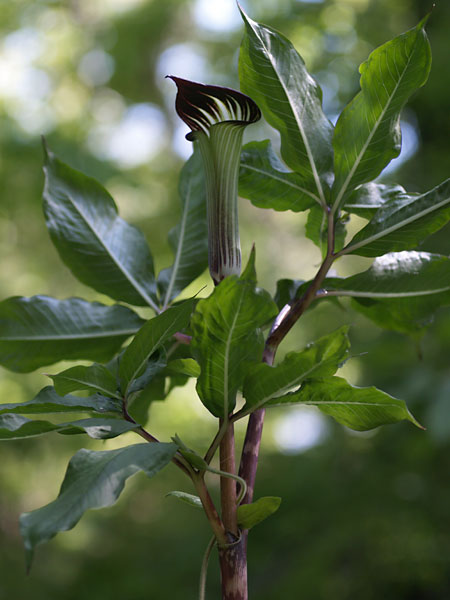 テンナンショウ