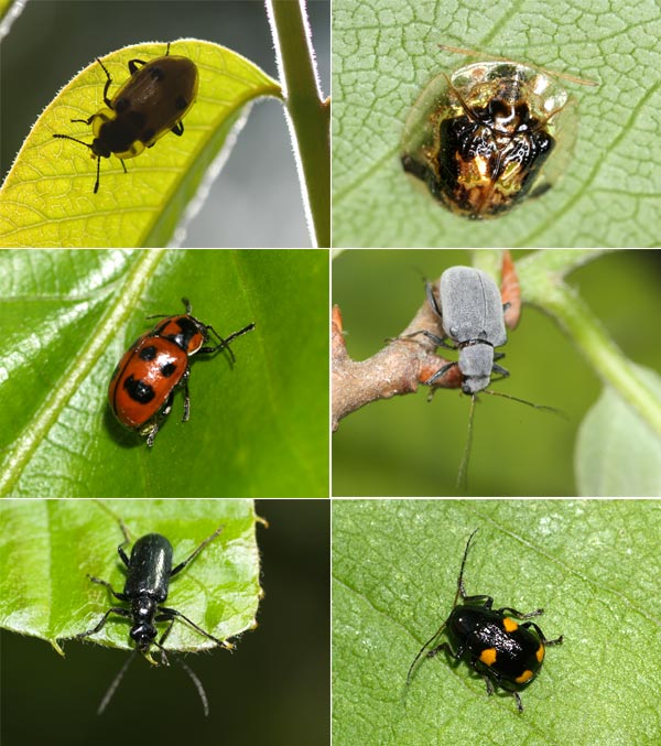 森の宝石（甲虫の仲間）