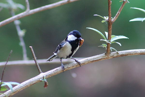 エサを捕らえたシジュウガラ