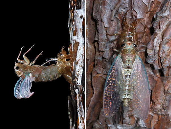 ハルゼミの羽化