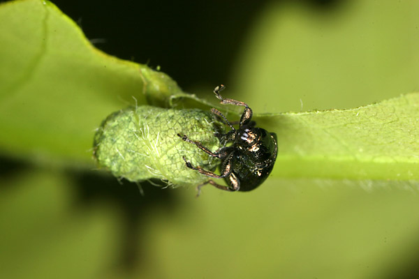 ルリオトシブミ