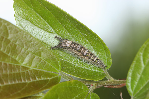 まだ灰色のオオムラサキの幼虫