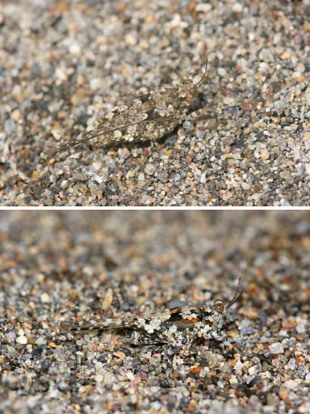 ハネナガヒシバッタ