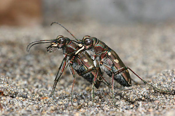 コニワハンミョウ