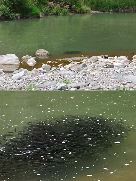 不思議な魚の群れ