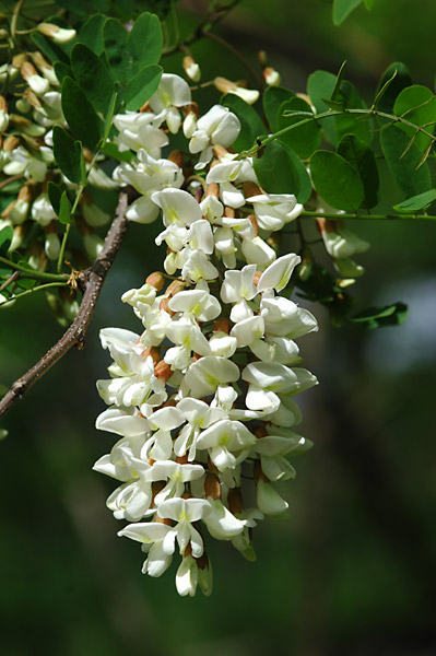 ニセアカシアの花