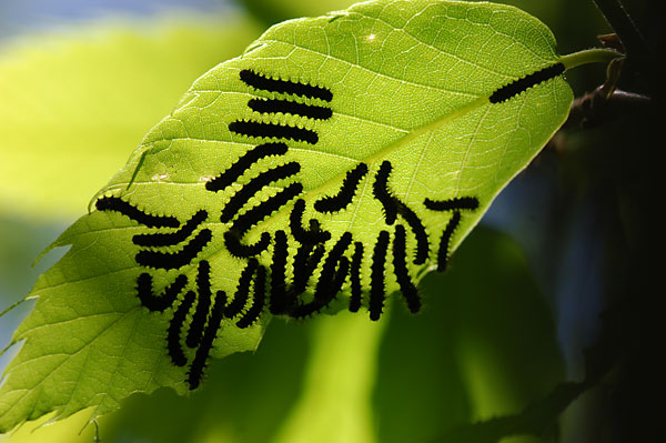 クスサンの幼虫