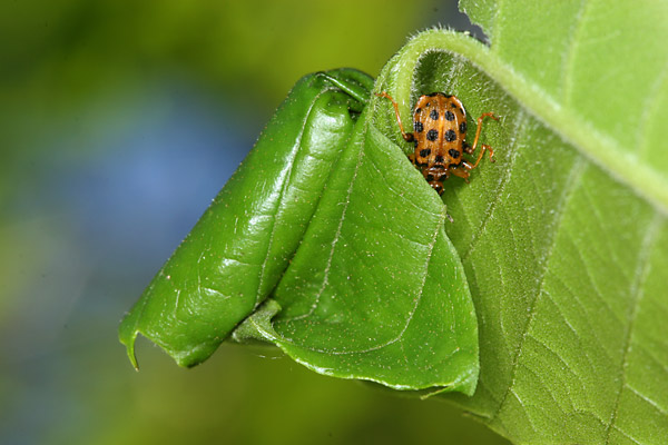 ゴマダラオトシブミの揺藍