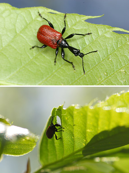 オトシブミ（ナミオトシブミ）