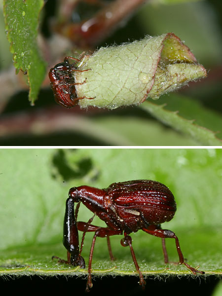 アカクビナガオトシブミ