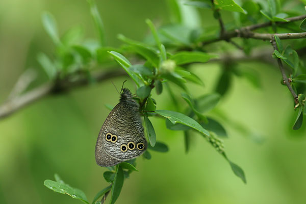 ヒメウラナミジャノメ