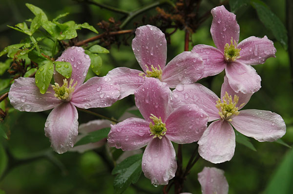 アトリエのクレマチス