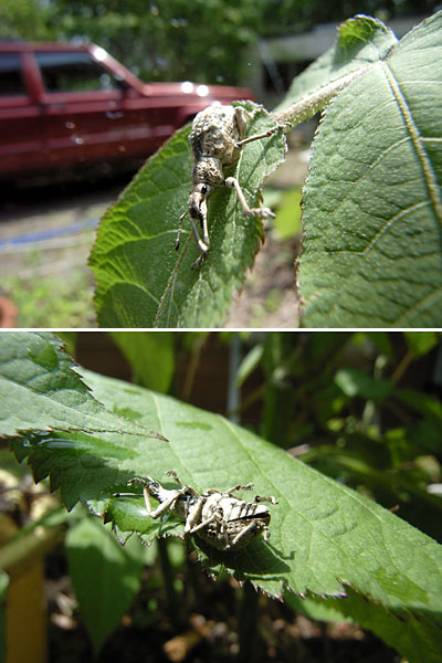 ヒメシロコブゾウムシ