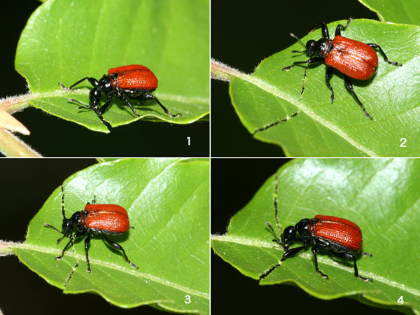 葉を切るオトシブミ