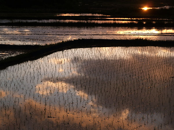 夕方の田んぼ