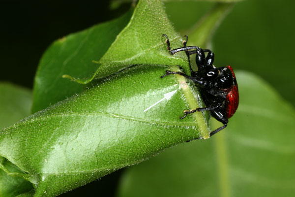 力持ちのオトシブミ