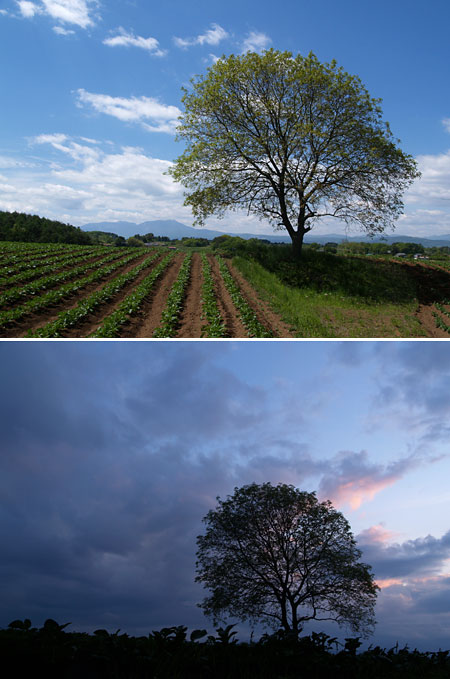 今日のクルミの木