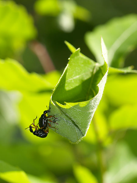 ヒメクロオトシブミの揺藍づくり