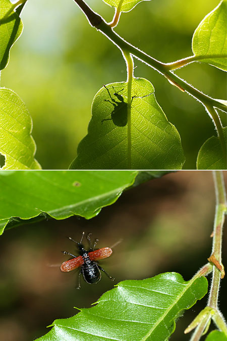 今日のオトシブミ