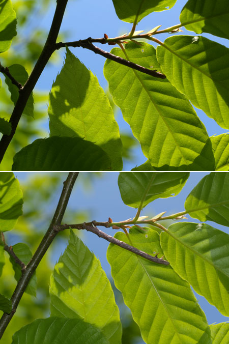 シャクトリムシの写真の撮り方