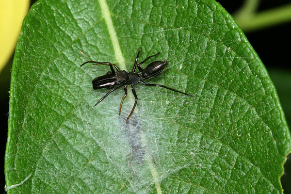 アリグモのオスとメス