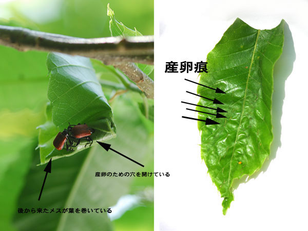 2匹のオトシブミのメス