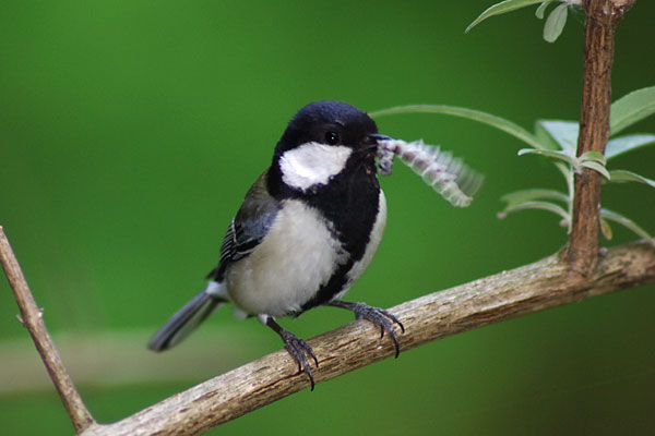 アトリエのシジュウカラ