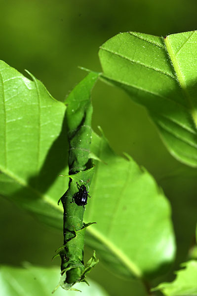 コナライクビチョッキリの揺藍作り