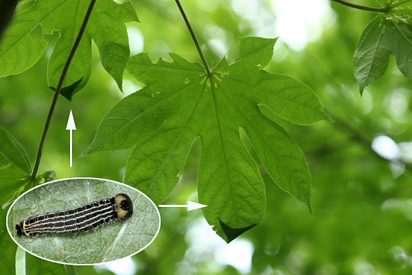 キバネセセリの幼虫