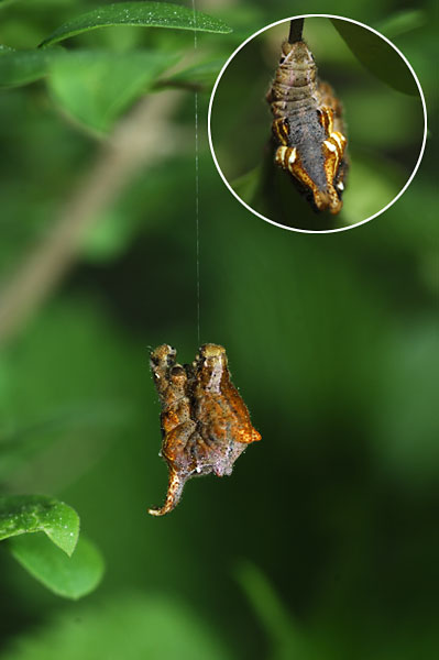 イチモジエダシャクの幼虫