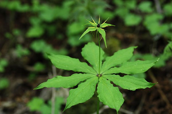 クルマバツクバネソウ