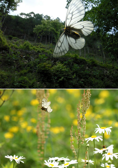 ウスバシロチョウの飛翔