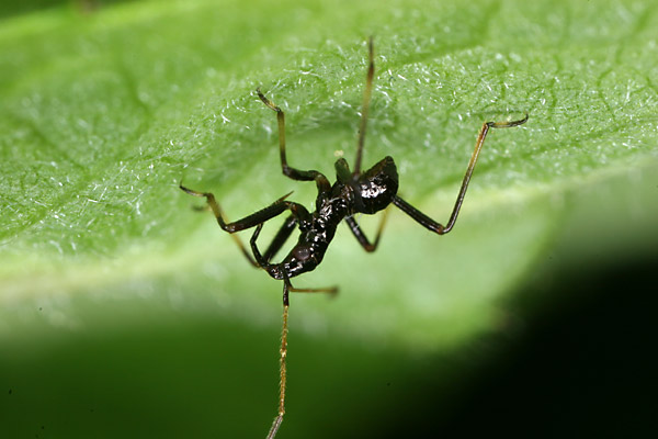 サシガメの幼虫