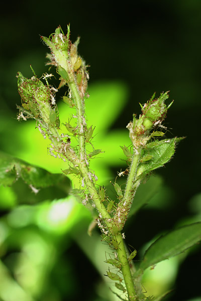 イバラヒゲナガアブラムシ