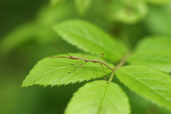 エダナナフシの幼虫