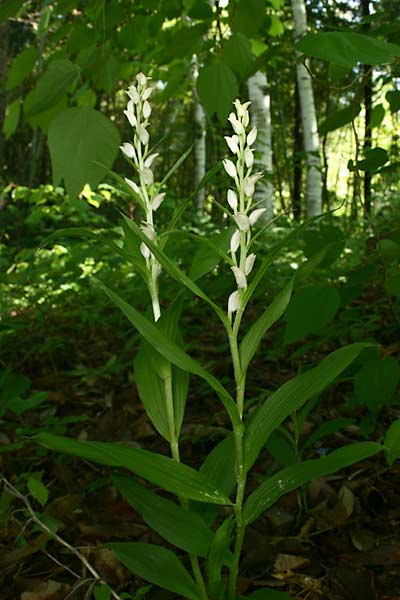 ササバギンラン