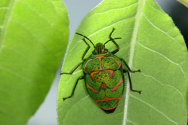 アカスジキンカメムシ