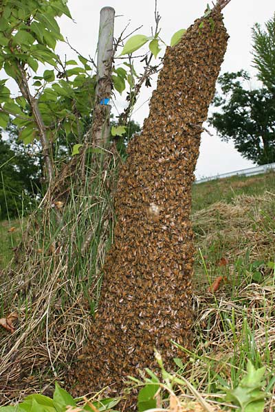 ミツバチの分蜂