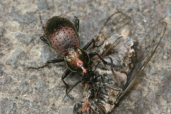 マルバネオサムシ