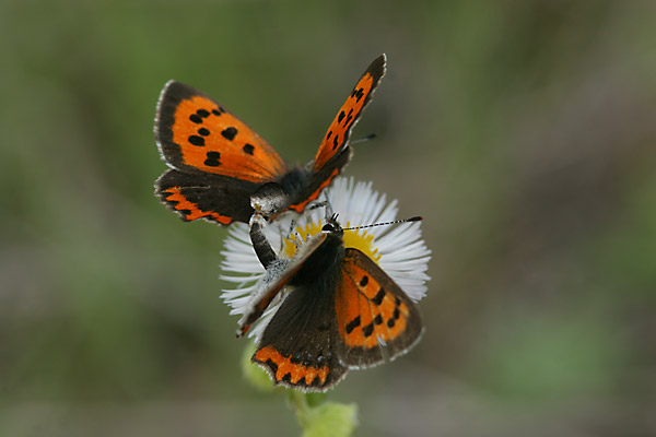 ベニシジミの求愛行動